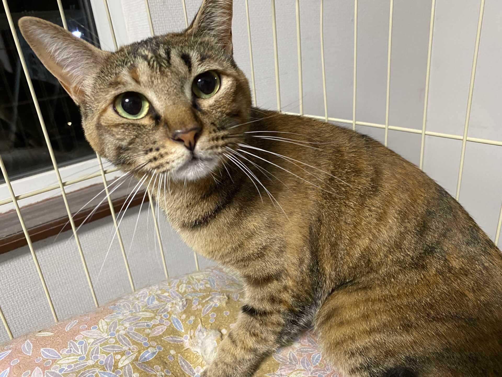 D513626D-A3BF-413D-9193-88112C250316