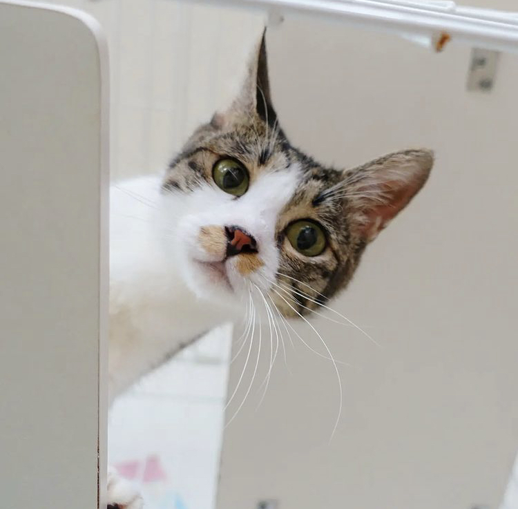 5CED8A6C-19C8-49B0-A496-FD8383A15D6C