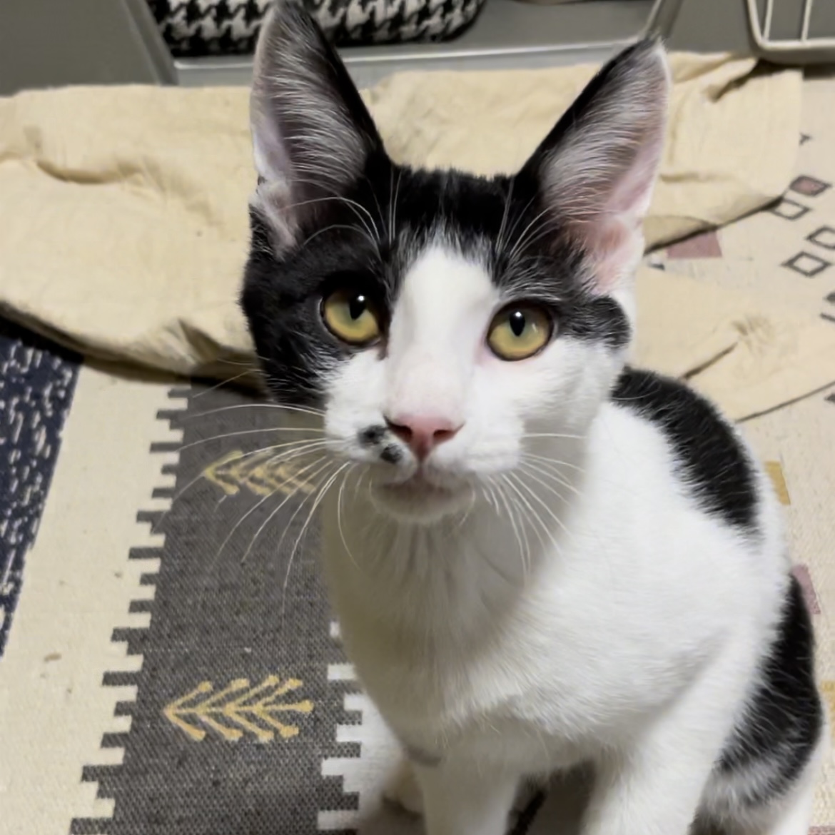 B2D4776A-B765-49ED-998B-7285CC487BA3