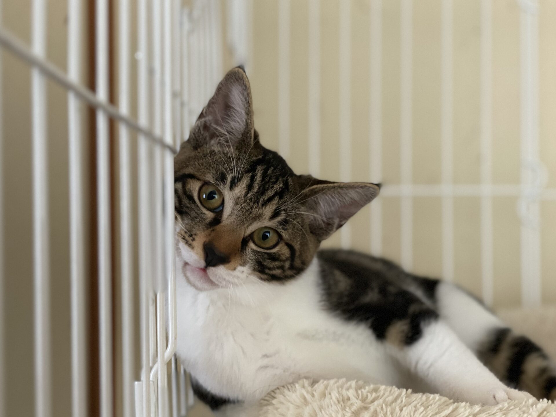 D5A9EDCB-9AC4-42D3-BF9C-ACD7311F7890