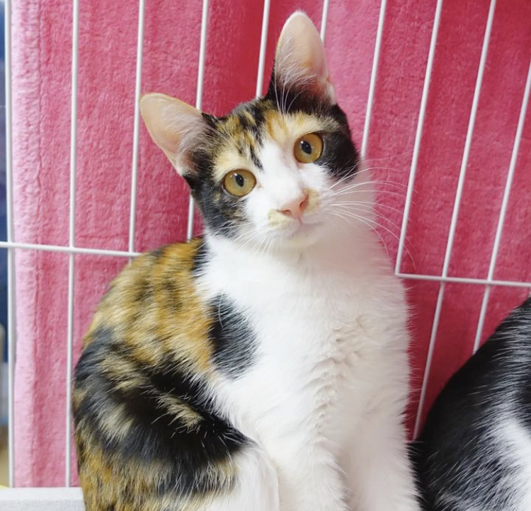 0DB66B4B-CCB1-4A21-BEB6-3388F63CBD34