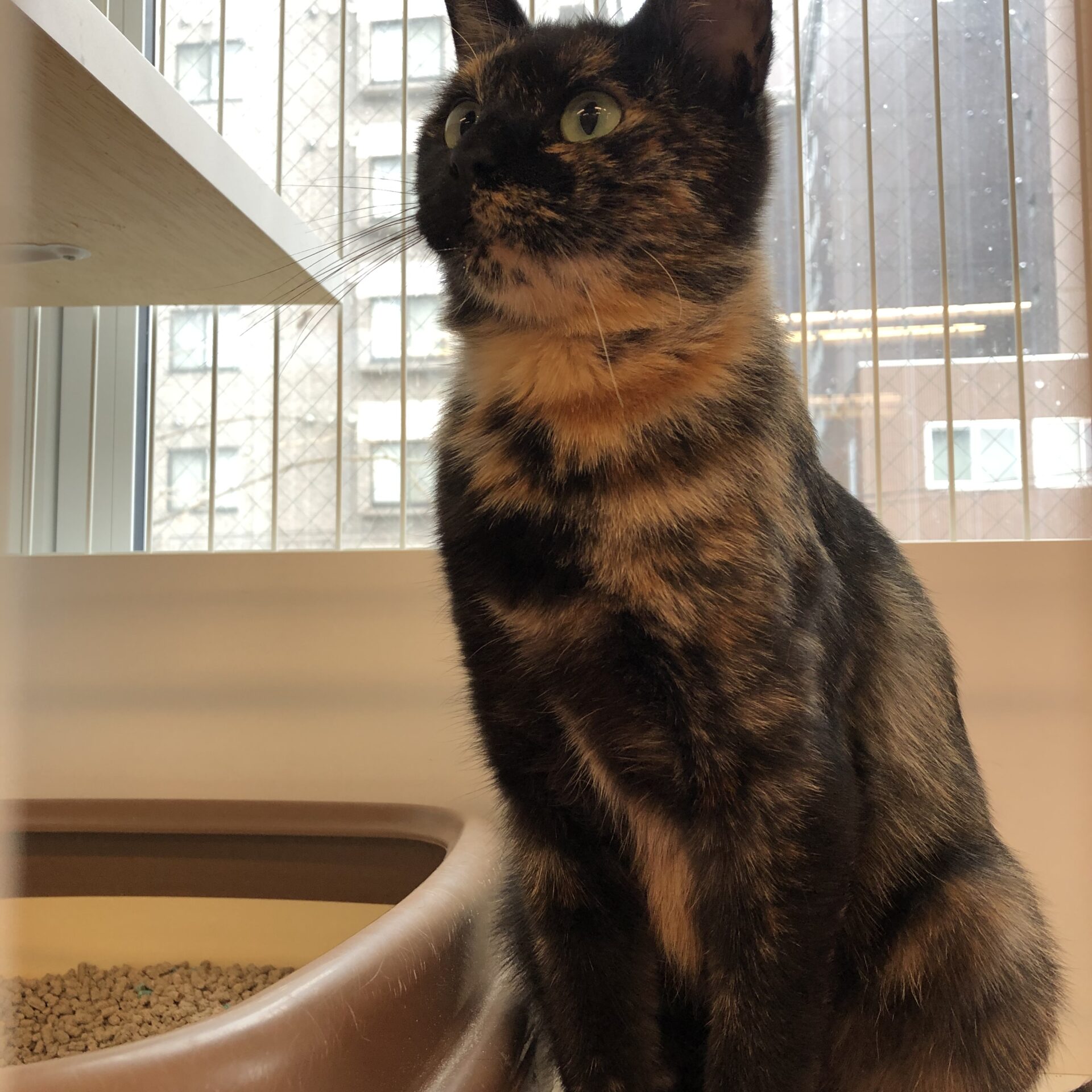 21DEA82C-1381-4CF9-81C5-09FE1D1C0CDA