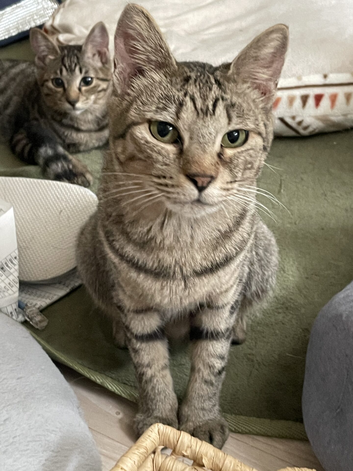 3331FA0E-07E3-47EB-B1DA-2D1271DEEAE1