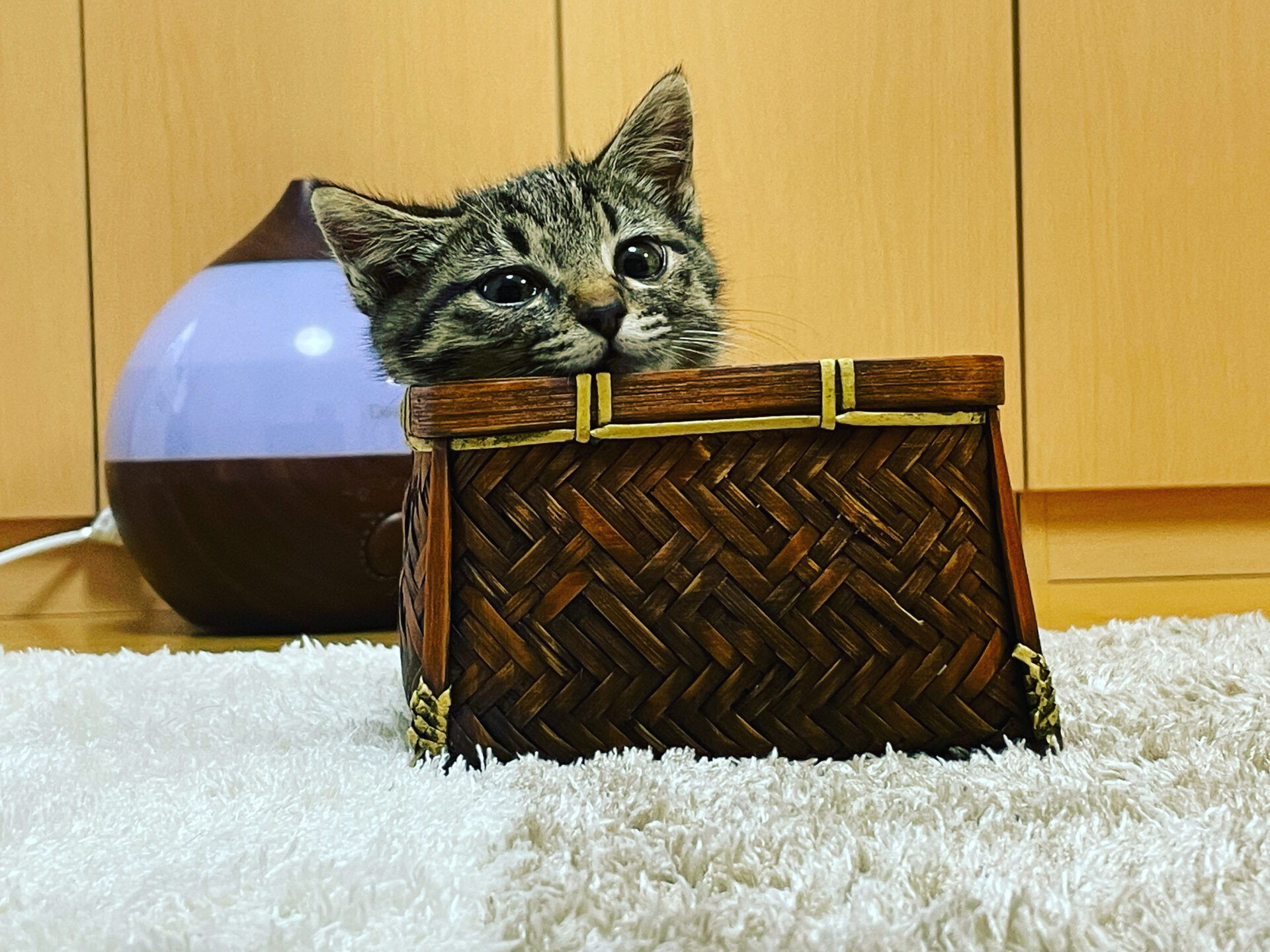 3CE2C206-3D6A-4241-A17C-865D43CD06E5