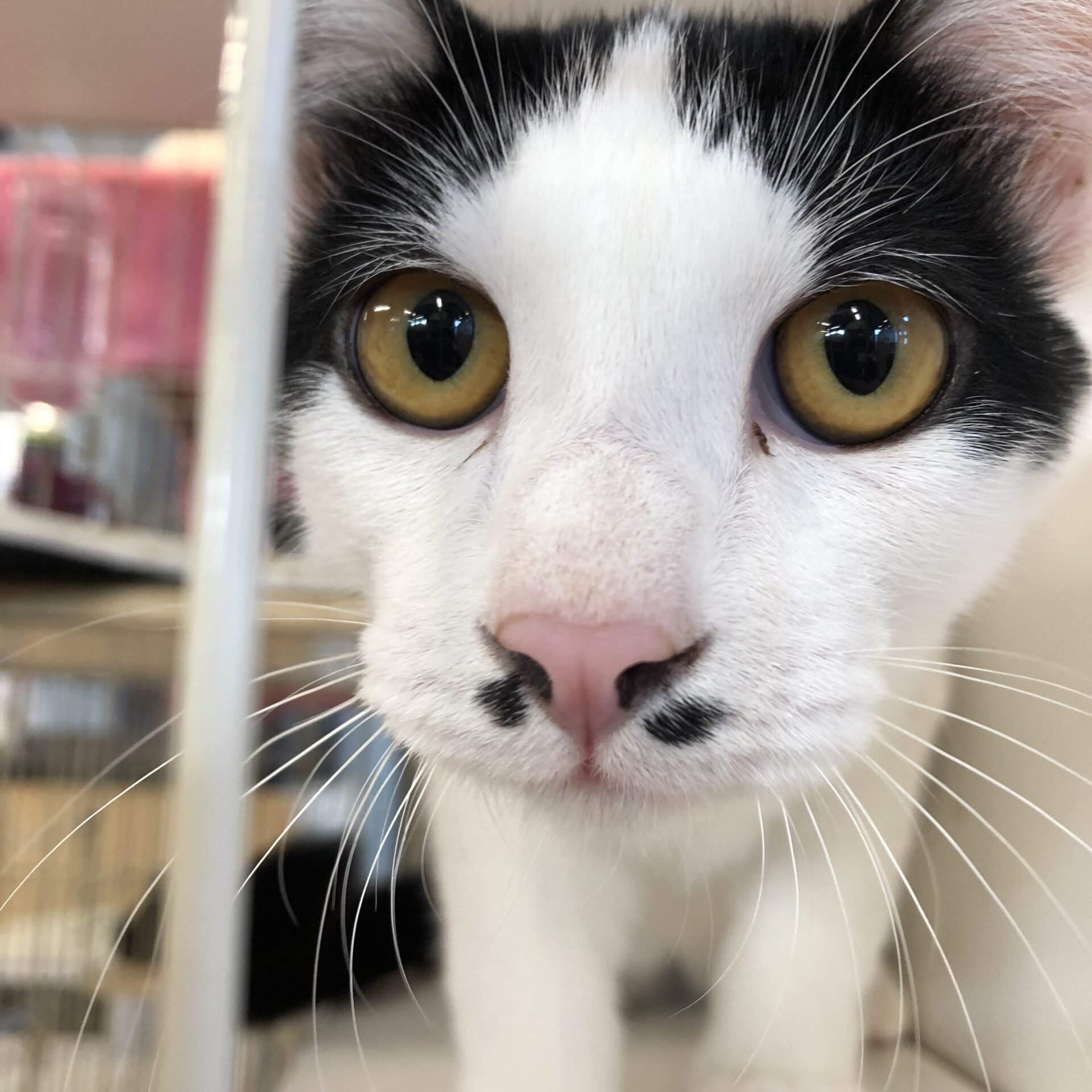 E0CA8428-3319-496F-B0CE-7889CA5C2B18