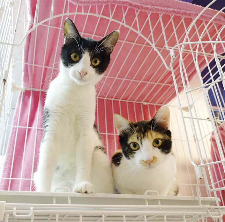 EC231B86-7F35-42AF-B3D0-482E0CD31B6C