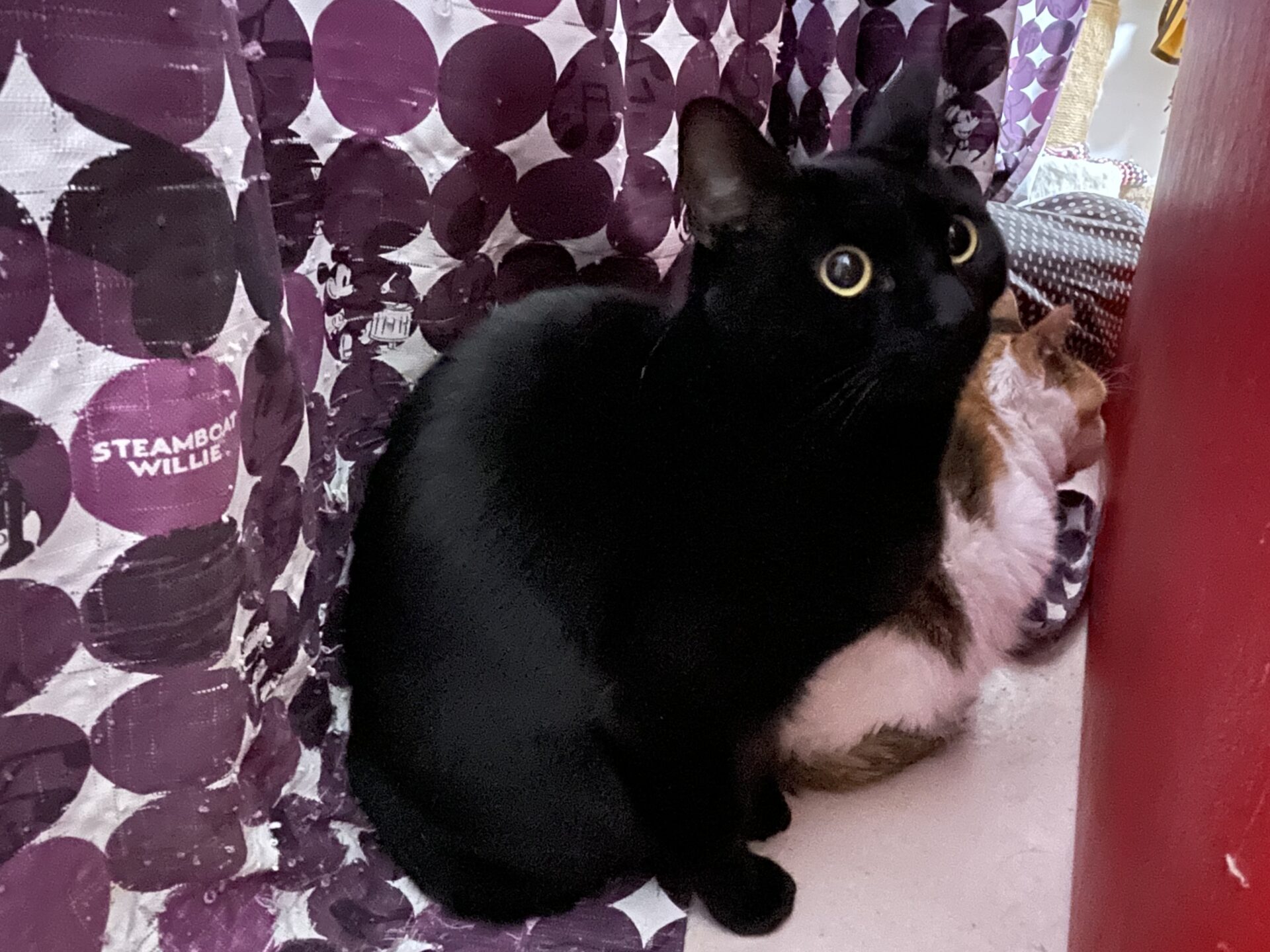 577288BD-0BD1-4EF6-A051-BFDFAA64ADDB