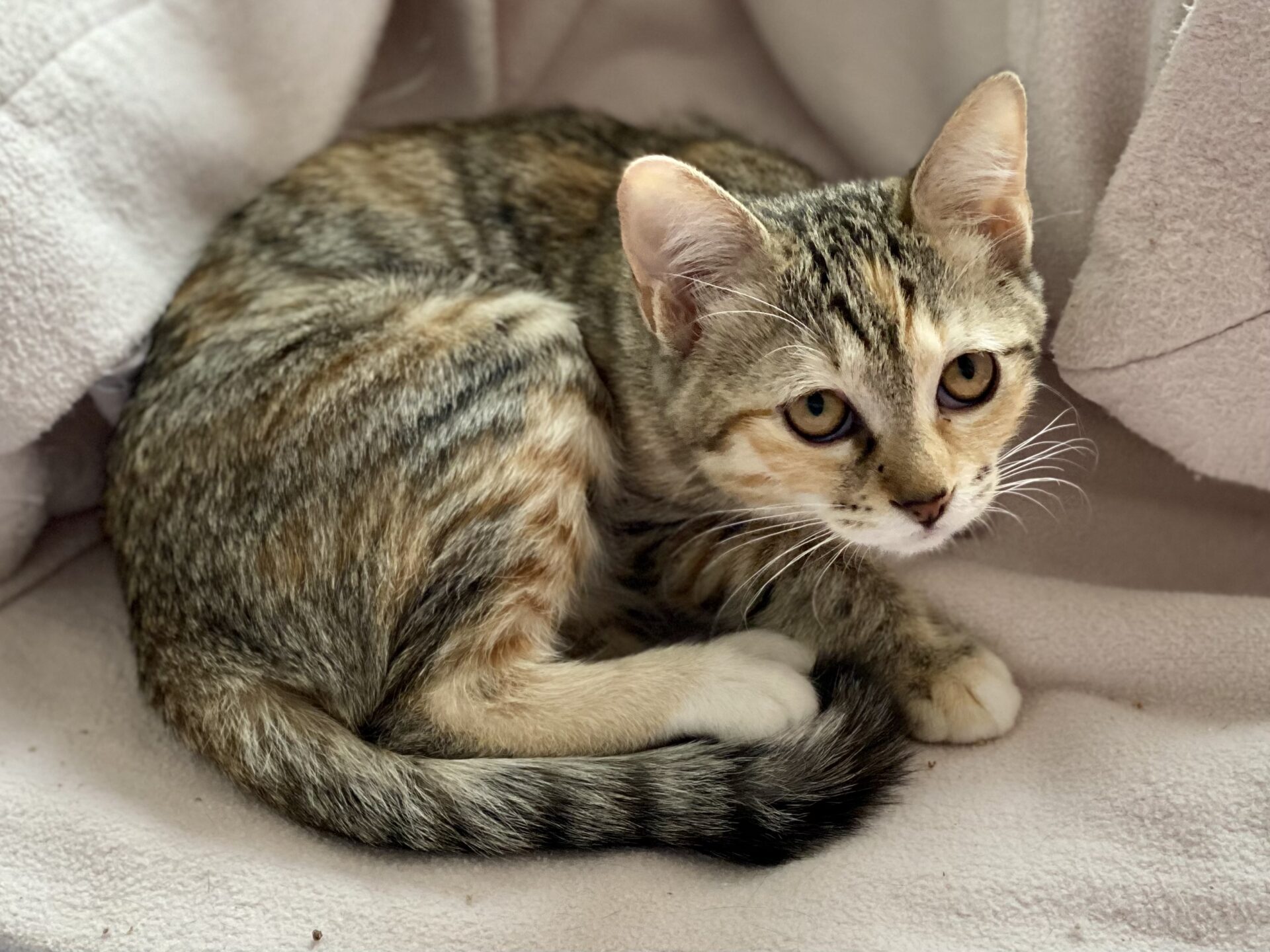 0FD37ED6-DDD2-4DAF-9A6F-DBA622B9AFFF