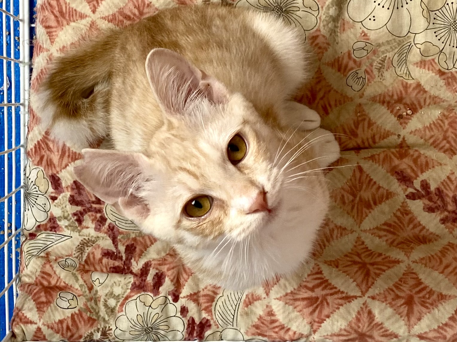 F5EA29BA-2963-4F4C-80F0-D824B6475371