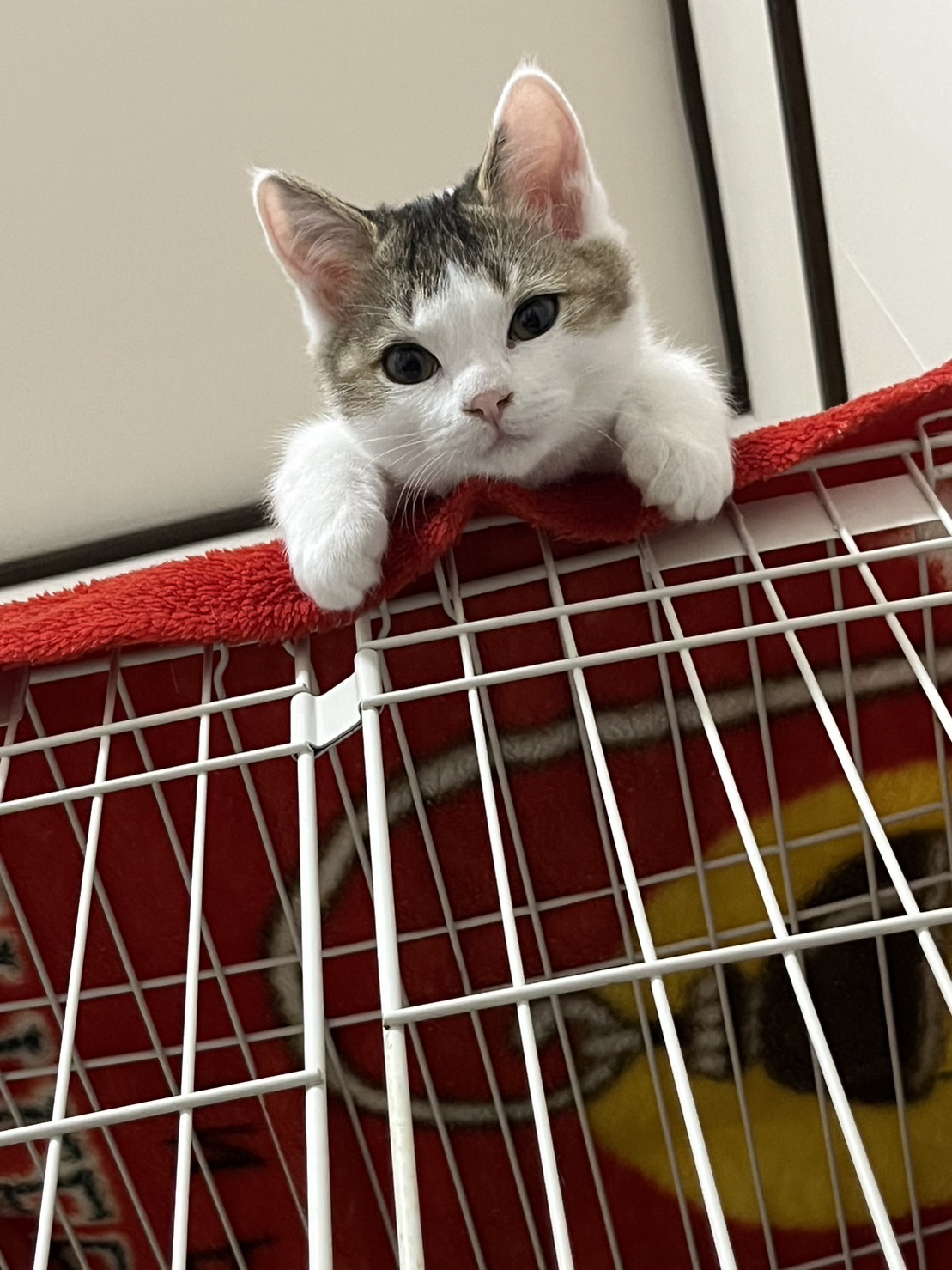 91B722EC-E4CE-4DD6-B626-B2855825E7B3