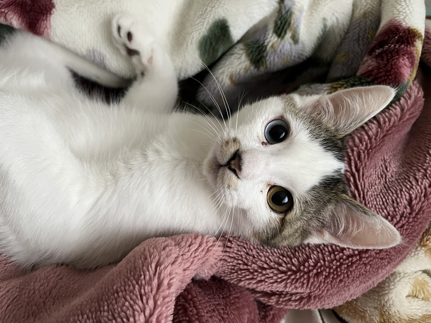 C5254BEE-4DF4-4AF3-BE71-587357796F36