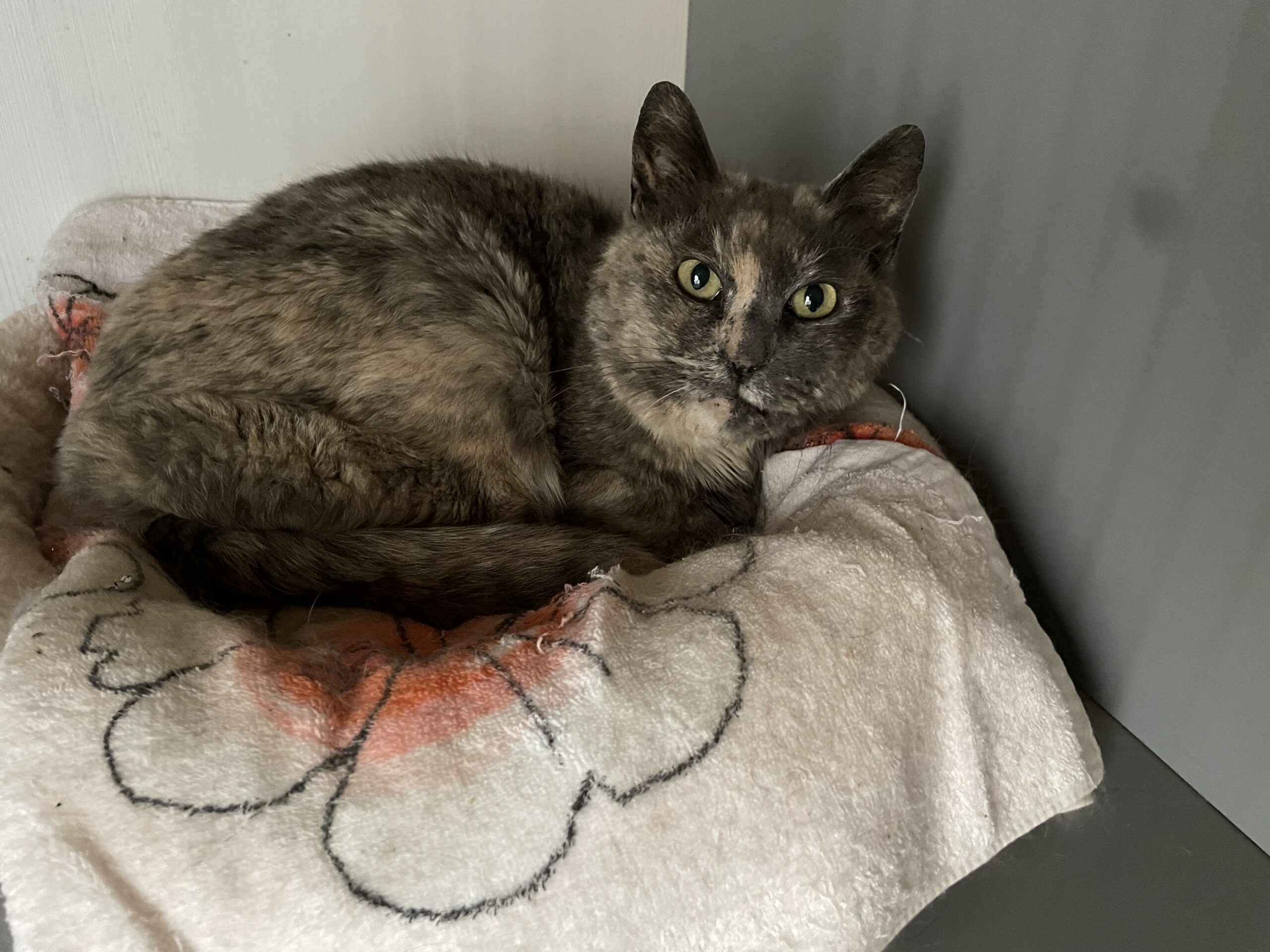 3A3F94AE-67F8-4952-8CBC-F41482E95896