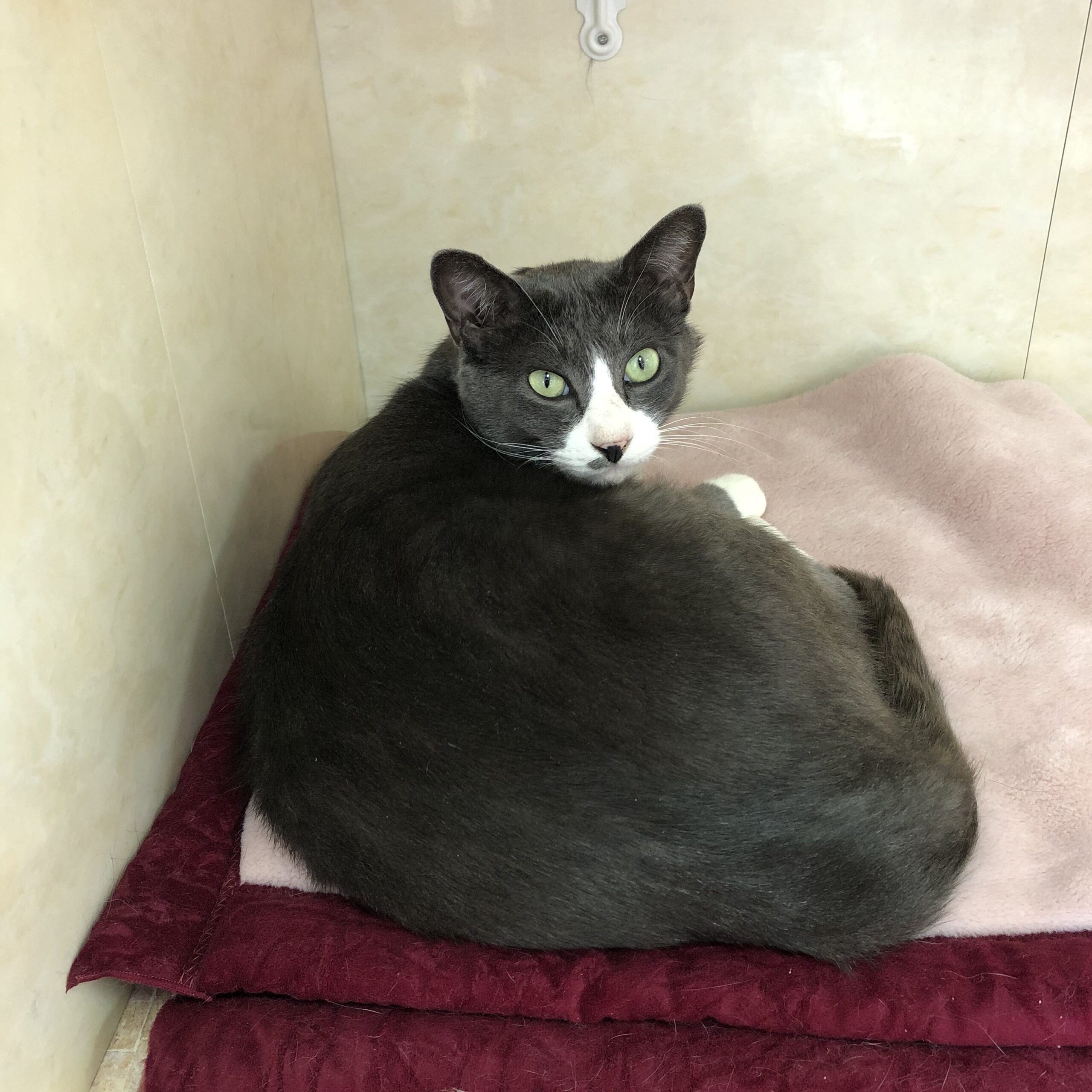 C94F6499-086D-4CF8-B0F3-6E476AED4CBC