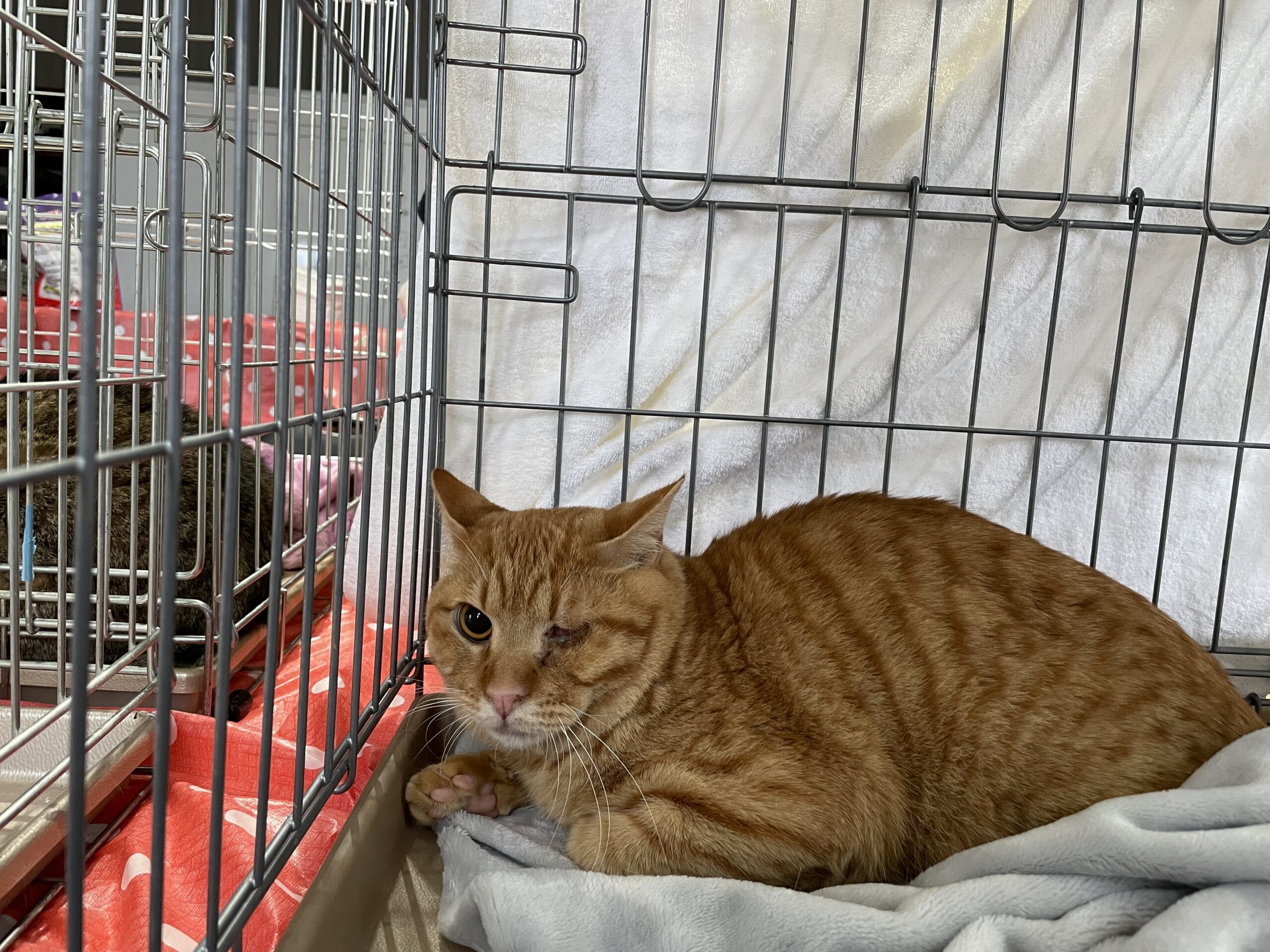 29A8313A-C36D-4905-9C07-91D5DB5DE36E