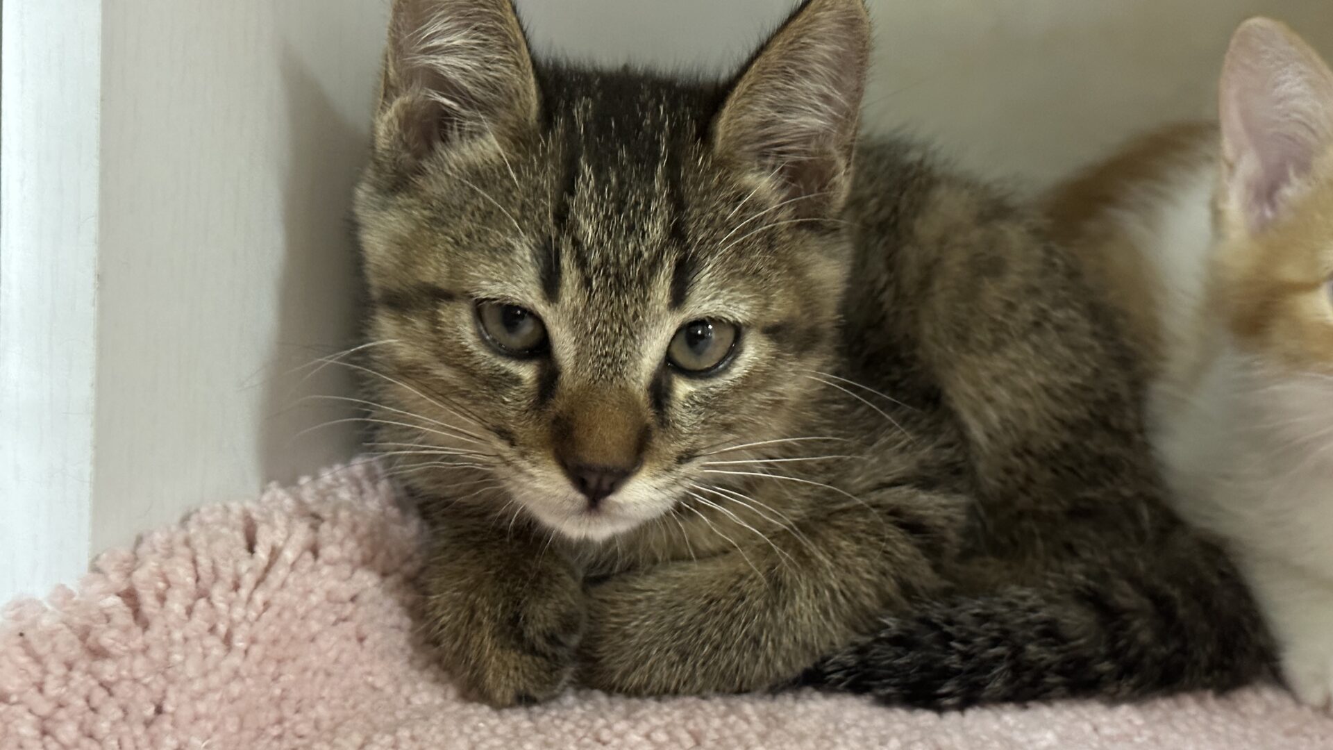 1A4AA98C-EDF7-4C6D-BC23-870155A54A42