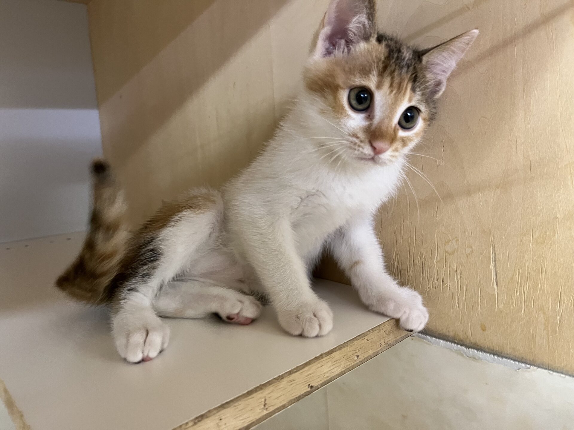 1AAE48BB-F388-48B0-907A-835F2BBC965D